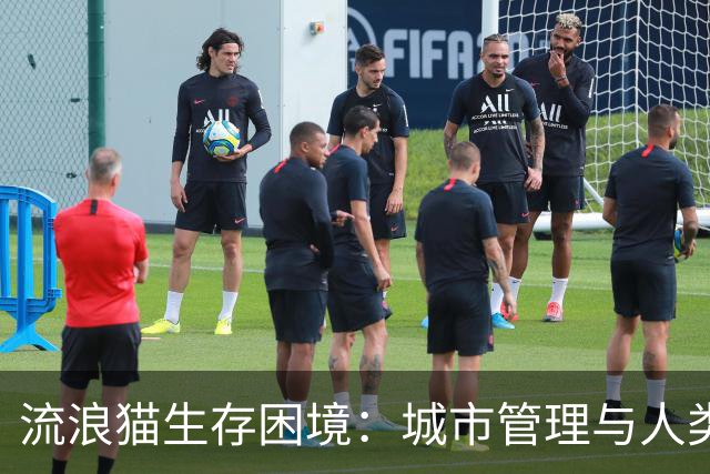 流浪猫生存困境：城市管理与人类责任的探讨